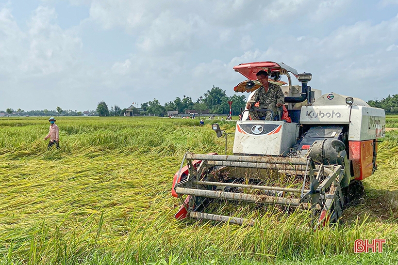 Nông dân Hà Tĩnh thu hoạch sớm nhiều diện tích lúa xuân