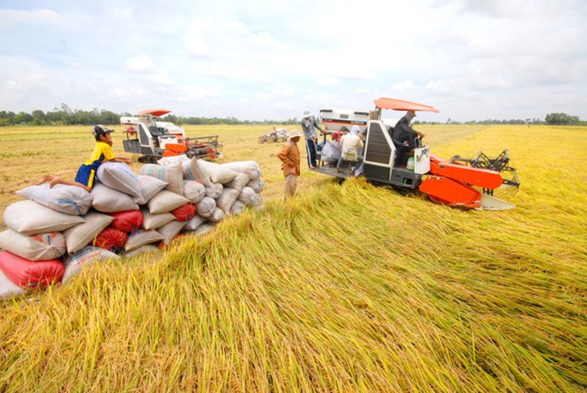 Bộ Công Thương yêu cầu doanh nghiệp không mua gom ồ ạt lúa gạo