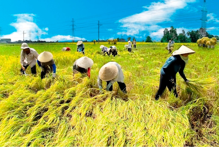 Bài toán an ninh lương thực khi giá gạo xuất khẩu cao kỷ lục?