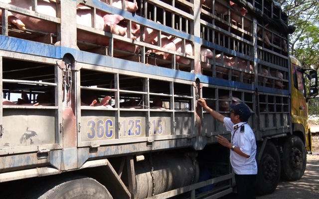 Hà Tĩnh đẩy mạnh tuyên truyền, cảnh báo việc buôn bán, vận chuyển trái phép lợn, sản phẩm từ lợn qua biên giới ra vào Việt Nam