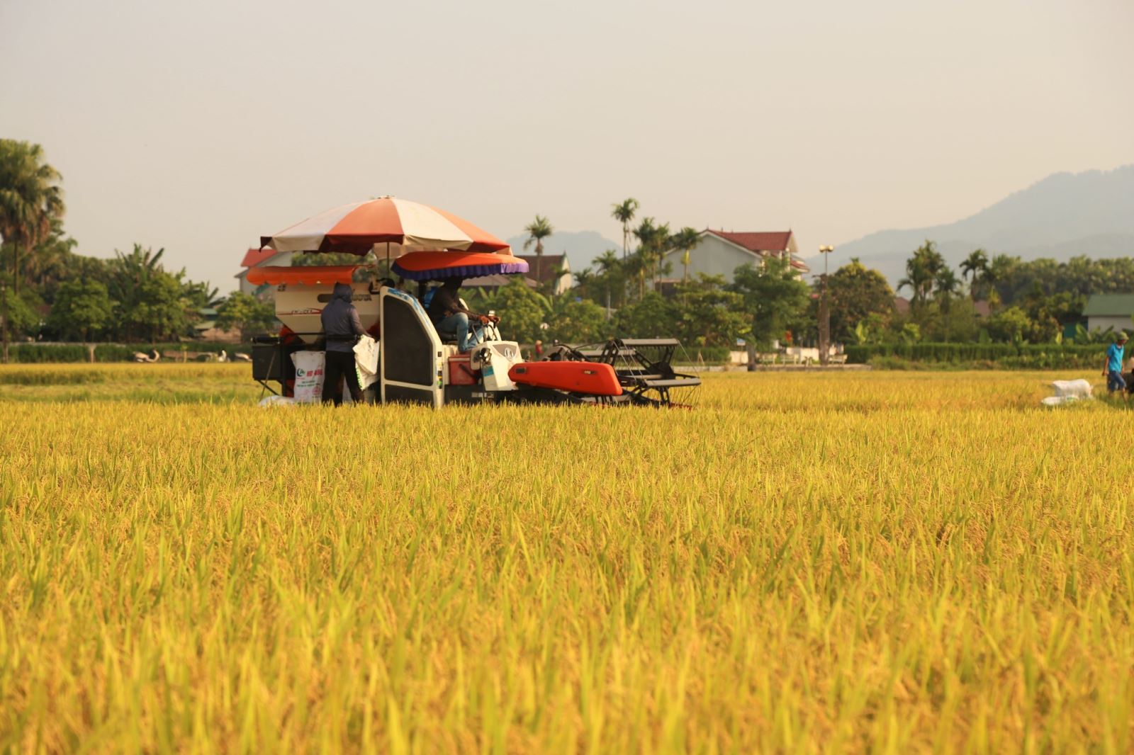 Nông nghiệp phát huy vai trò trụ đỡ của nền kinh tế