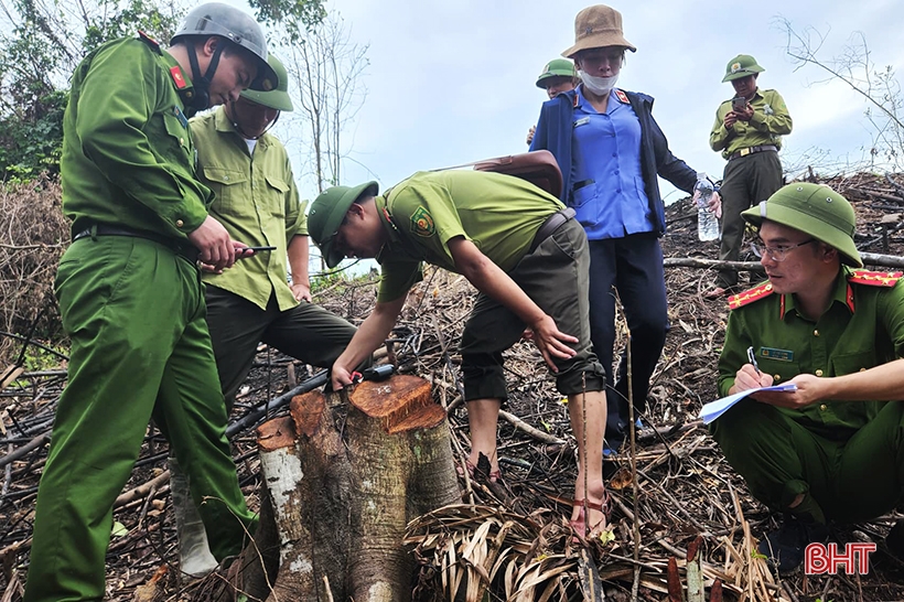 UBND tỉnh chỉ đạo tăng cường quản lý, bảo vệ rừng trước, trong và sau Tết Nguyên đán