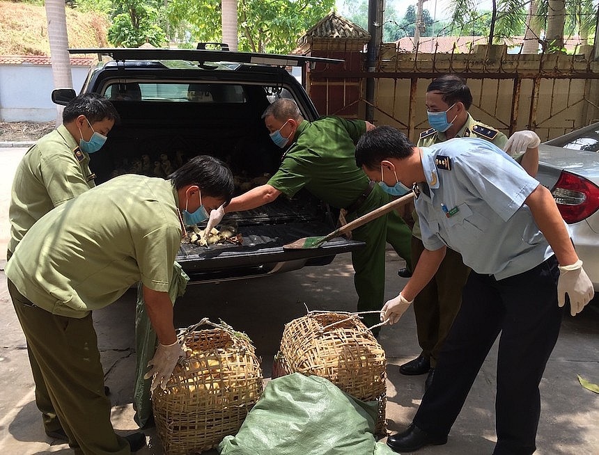 Ngăn chặn, xử lý nghiêm hành vi nhập lậu, vận chuyển, buôn bán trái phép động vật, sản phẩm động vật
