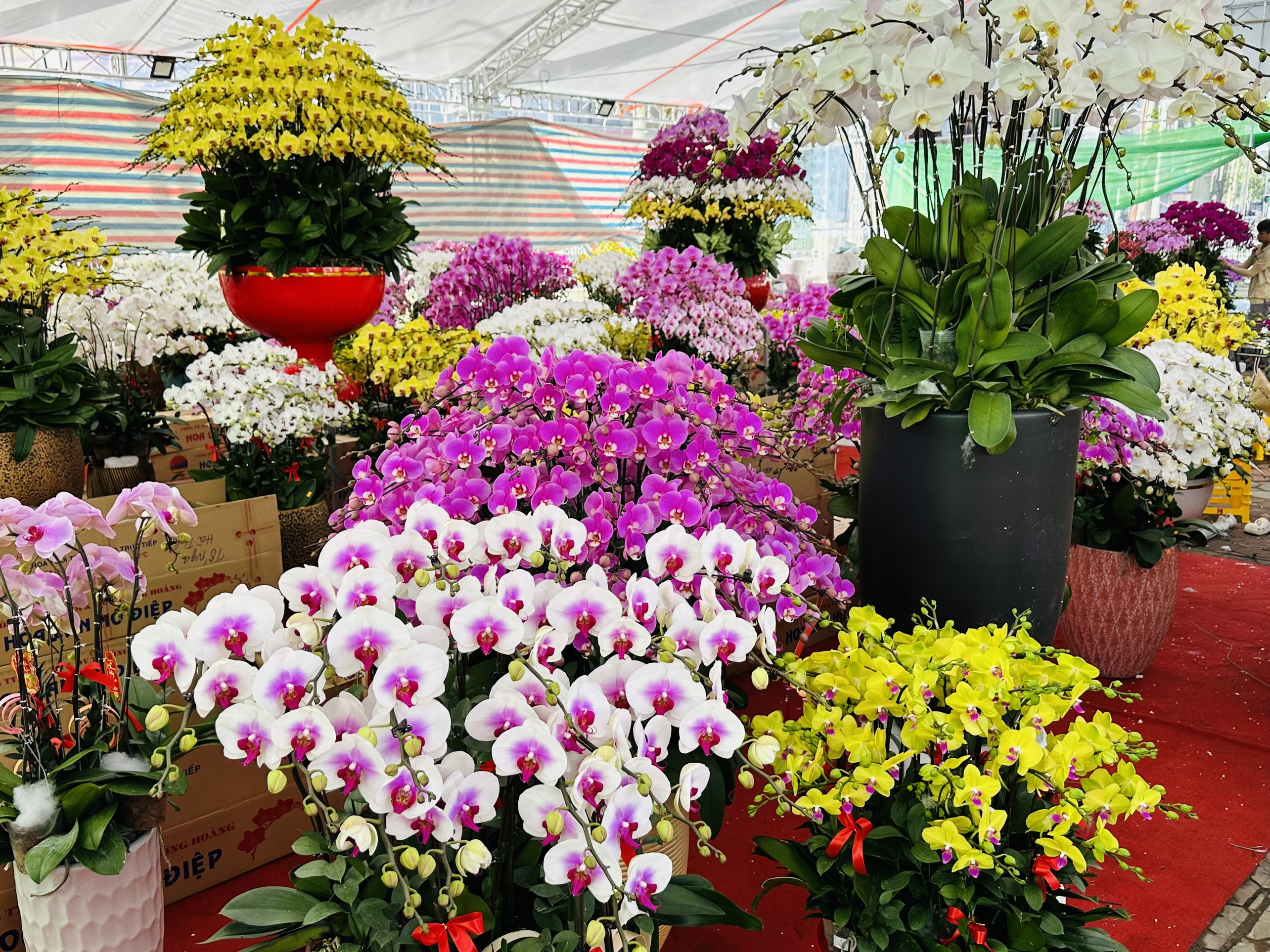 Lan Hồ điệp xuống phố phục vụ người dân Hà Tĩnh chơi tết