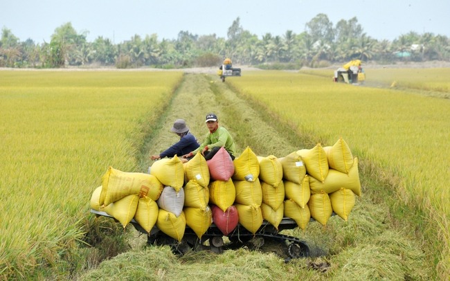 Việt Nam: Xuất khẩu gạo đạt mục tiêu “được giá, được lượng”