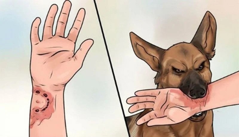 Tăng cường triển khai các biện pháp phòng, chống bệnh Dại trên địa bàn tỉnh