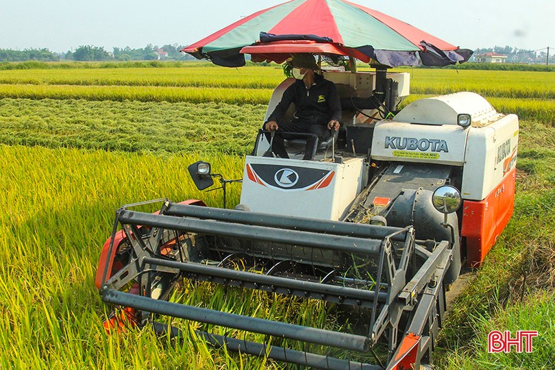 Hà Tĩnh thu hoạch hơn 7.700 ha lúa xuân