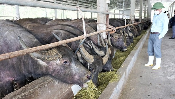 Công điện tập trung phòng, chống  bệnh Lở mồm long móng gia súc trên địa bàn tỉnh Hà Tĩnh