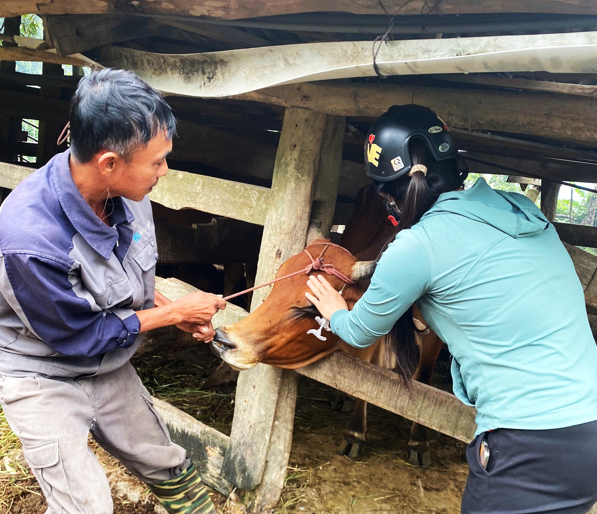 Hà Tĩnh xuất hiện ổ dịch Lỡ mồm long móng trên trâu bò