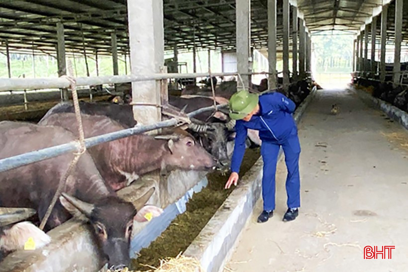 Chủ động nguồn thức ăn cho gia súc trong mùa đông