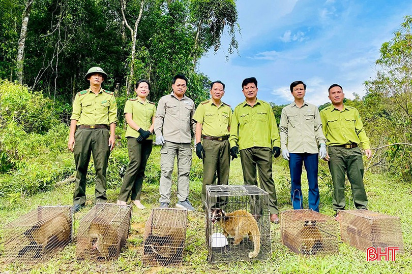 Tái thả 6 cá thể động vật hoang dã về Vườn Quốc gia Vũ Quang