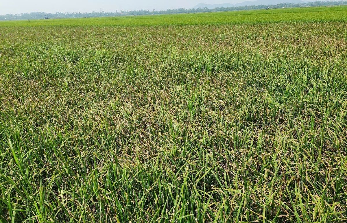 Ban Thường vụ Tỉnh ủy Hà Tĩnh chỉ đạo Quyết liệt phòng, chống sâu bệnh, dịch bệnh, bảo vệ vụ Hè Thu 2025