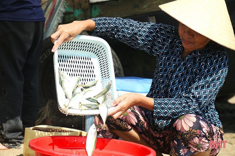 Trúng đậm cá bạc má, ngư dân thu tiền triệu mỗi chuyến ra khơi