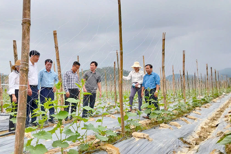 Triển vọng mô hình trồng dưa chuột liên kết tại xã Mai Hoa