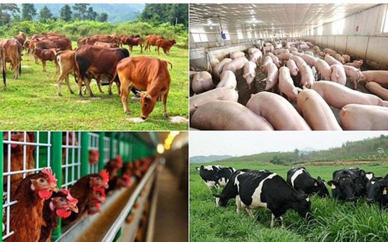 Quy định mức hỗ trợ khắc phục dịch bệnh động vật trên địa bàn tỉnh Hà Tĩnh