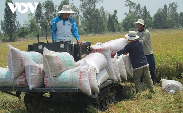 Giá gạo xuất khẩu của Việt Nam tăng cao kỷ lục