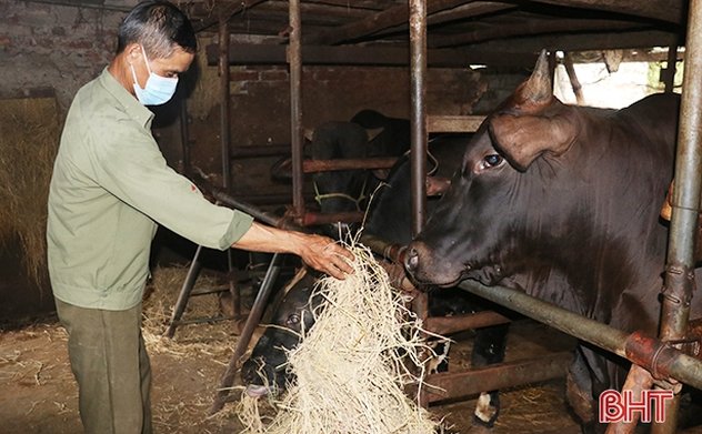 Nuôi bò 3B, nông dân Thạch Liên thu lãi cả trăm triệu đồng