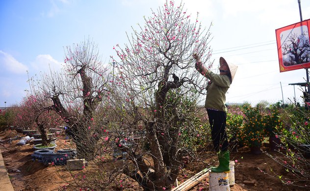 Lịch nghỉ Tết Âm lịch Nhâm Dần 9 ngày 