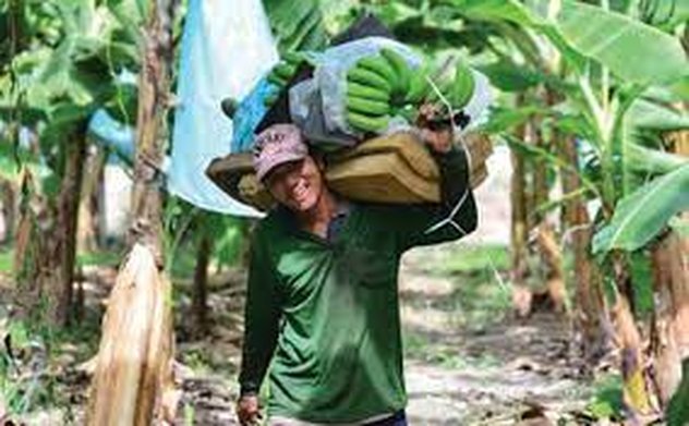 Nghị định thư xuất khẩu chuối sang Trung Quốc: Cơ hội mở rộng thị trường nông sản 