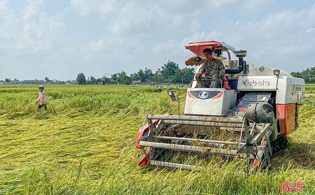 Nông dân Hà Tĩnh thu hoạch sớm nhiều diện tích lúa xuân