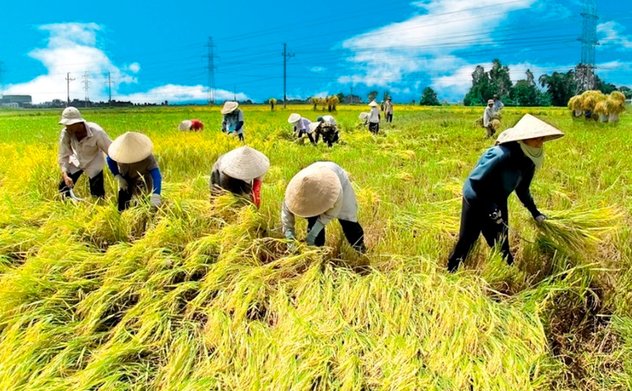 Bài toán an ninh lương thực khi giá gạo xuất khẩu cao kỷ lục?