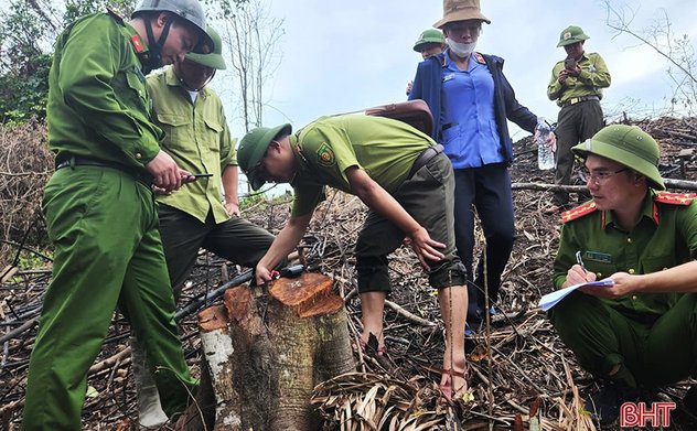 UBND tỉnh chỉ đạo tăng cường quản lý, bảo vệ rừng trước, trong và sau Tết Nguyên đán
