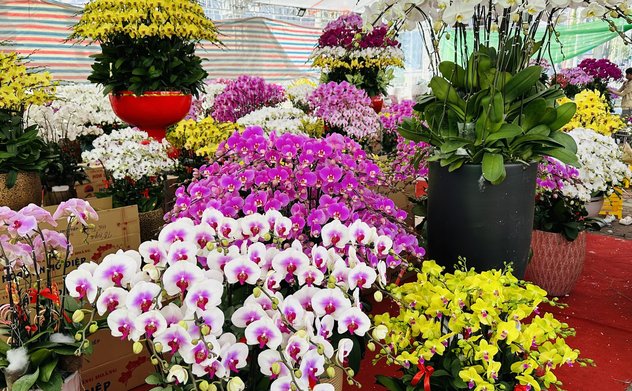 Lan Hồ điệp xuống phố phục vụ người dân Hà Tĩnh chơi tết 