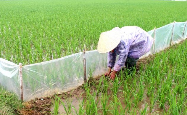 Công điện về phòng chống rét đậm, rét hại trên địa bàn tỉnh 
