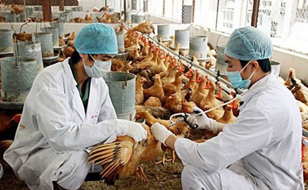 Thủ tướng chỉ đạo tập trung phòng, chống dịch bệnh gia súc, gia cầm