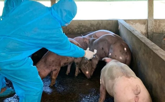 Thủ tướng Chính phủ yêu cầu thực hiện nghiêm các biện pháp phòng, chống bệnh Dịch tả lợn Châu Phi