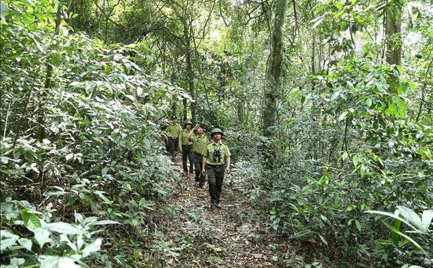 Hà Tĩnh: Kế hoạch mỗi năm sẽ trồng mới 7000 - 8000 ha rừng tập trung