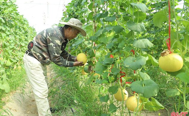 Người dân thu hoạch nông sản phục vụ thị trường rằm tháng Bảy 