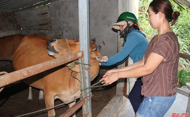 Nỗ lực phòng, chống dịch bệnh chăn nuôi thời điểm giao mùa