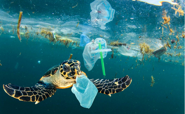 Ô nhiễm rác thải nhựa và những con số đáng báo động