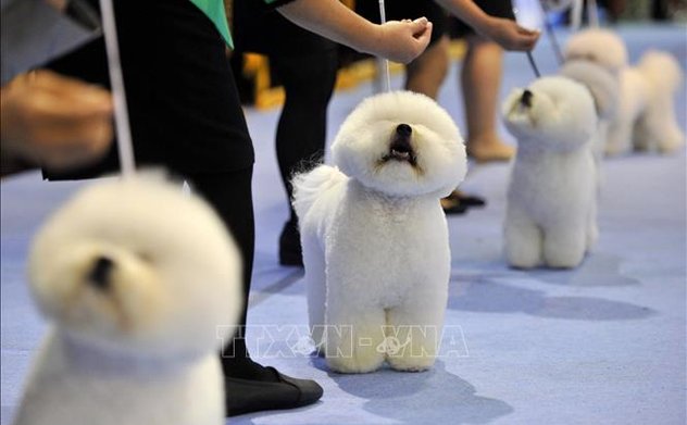 Thú cưng - mảng kinh doanh sinh lợi cao ở Hàn Quốc