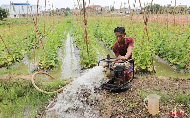 Nông dân Hà Tĩnh khẩn trương bảo vệ rau màu trước ảnh hưởng mưa bão 