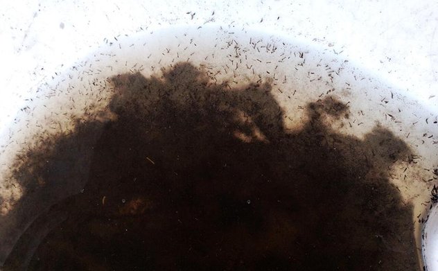 Thị xã Kỳ Anh: Xuất hiện ca mắc sốt xuất huyết