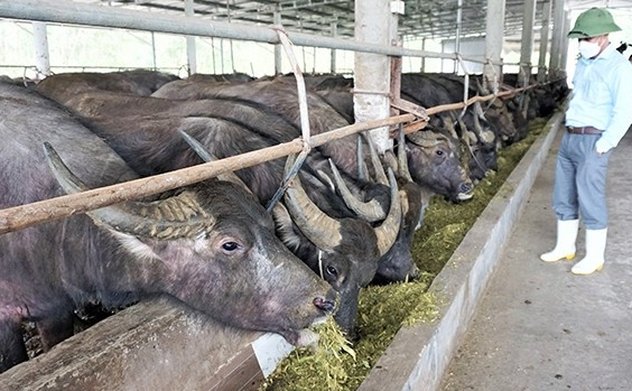 Công điện tập trung phòng, chống  bệnh Lở mồm long móng gia súc trên địa bàn tỉnh Hà Tĩnh