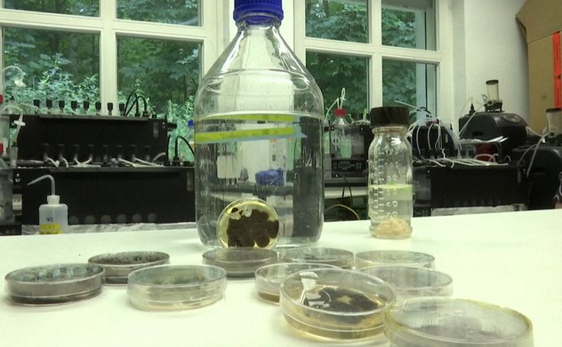 Nấm “ăn” nhựa – Hy vọng cho bài toán rác thải toàn cầu