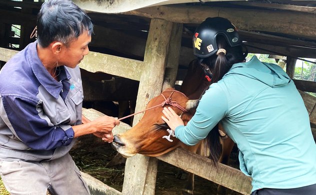 Hà Tĩnh xuất hiện ổ dịch Lỡ mồm long móng trên trâu bò 