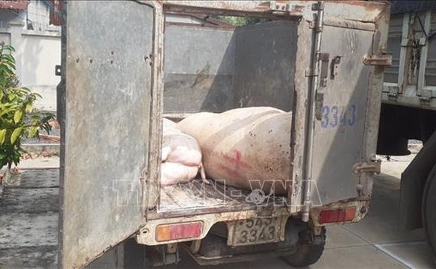 Thủ tướng chỉ đạo xử lý nghiêm các trường hợp buôn bán, vận chuyển lợn bệnh 
