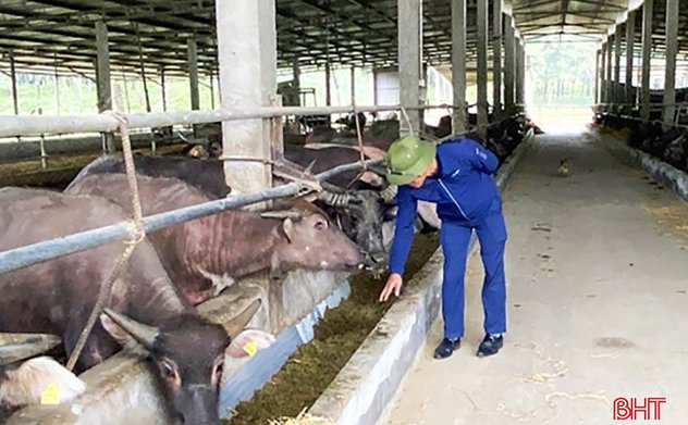 Chủ động nguồn thức ăn cho gia súc trong mùa đông 