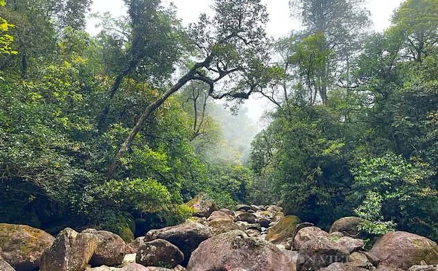 Hà Tĩnh phấn đấu duy trì tỷ lệ che phủ rừng 52%