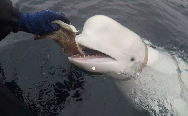 Những loài vật được dùng làm gián điệp quân sự