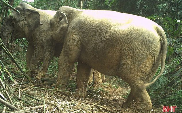 Phát hiện loài mang lớn cực kỳ quý hiếm tại Vườn Quốc gia Vũ Quang