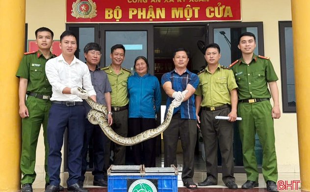 Bàn giao cá thể trăn đất nặng hơn 10kg cho Vườn Quốc gia Vũ Quang