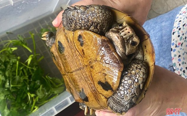 Bàn giao rùa núi vàng để thả về tự nhiên 