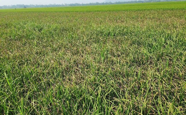 Ban Thường vụ Tỉnh ủy Hà Tĩnh chỉ đạo Quyết liệt phòng, chống sâu bệnh, dịch bệnh, bảo vệ vụ Hè Thu 2025