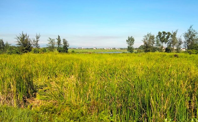 Người dân Hà Tĩnh kiếm tiền từ cây dại ven sông