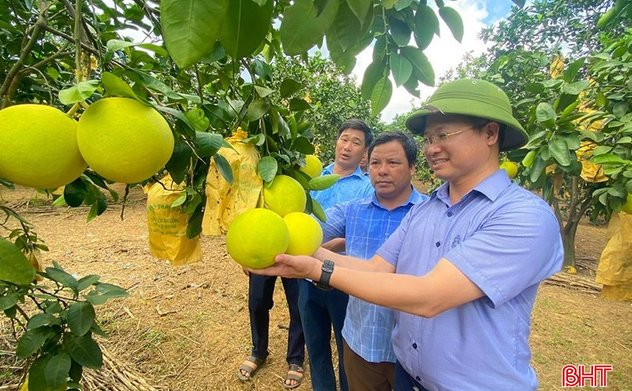 Bưởi Phúc Trạch hữu cơ, sản xuất liên kết “đắt” khách, giá bán cao